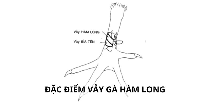Vảy Hàm Long - 3 Lý Do Nên Chọn Gà Hàm Long Khi Đấu Kê 3 Đặc điểm nhận dạng vảy hàm long