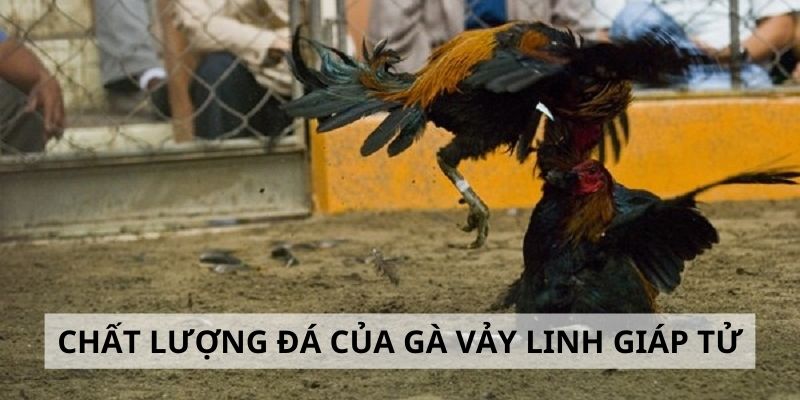 Vảy Linh Giáp Tử - 3 Tiêu Chí Đánh Giá Sức Mạnh Gà Chiến 5 Thực hư chất lượng thi đấu của gà linh giáp tử